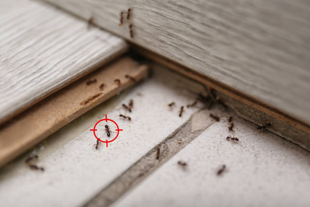 Best Best Pest Control Companies  in North Kingsville, OH