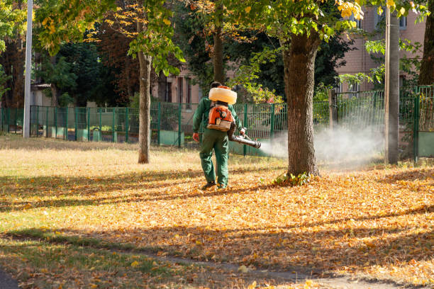 Flea Control Services in North Kingsville, OH